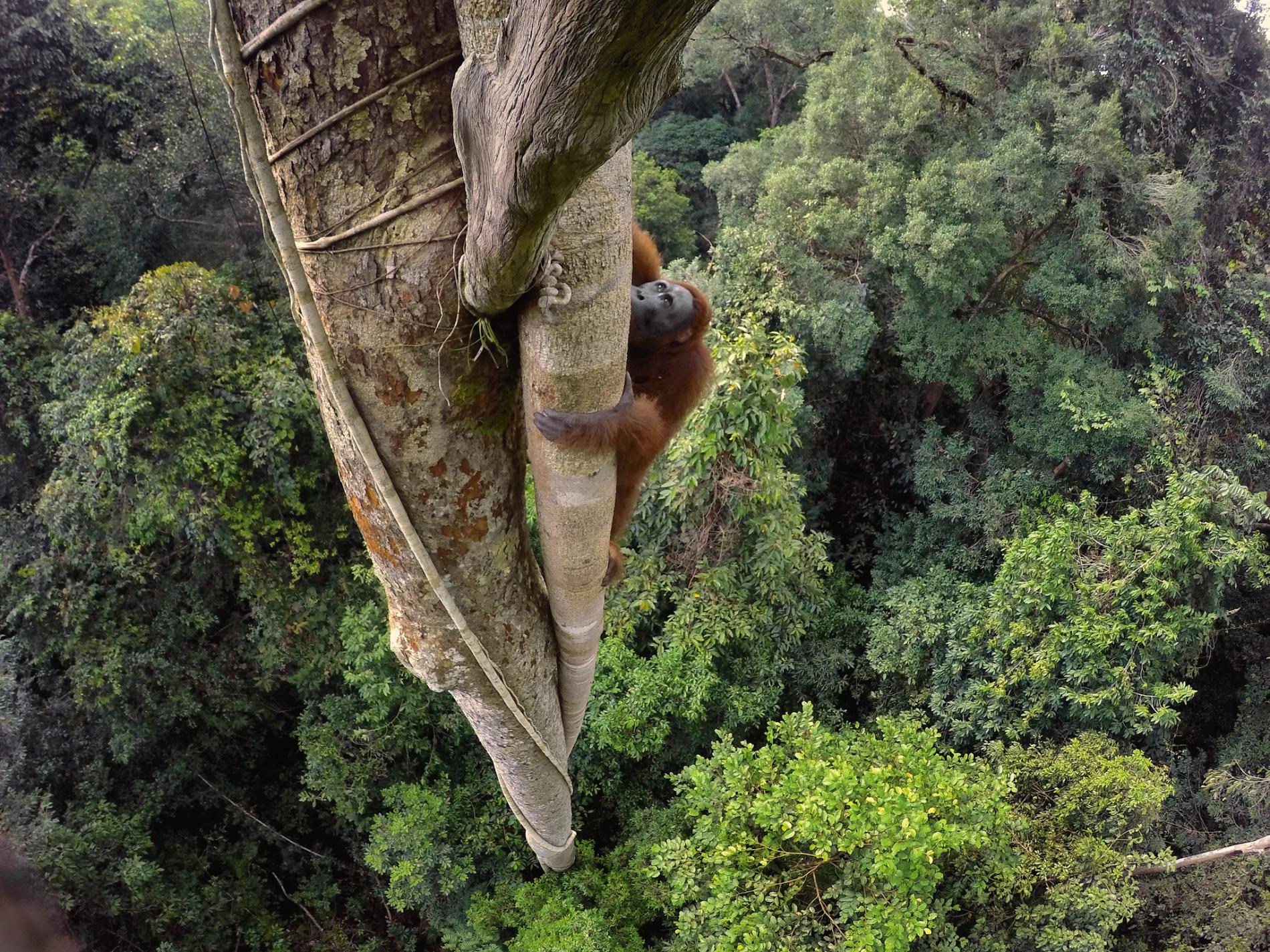 Ảnh[-]thiên[-]nhiên[-]nhói[-]lòng[-]năm[-]2016[-]của[-]NatGeo